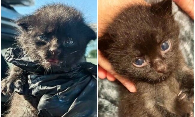 Kätzchen Blackie. Quelle: Screenshot Youtube