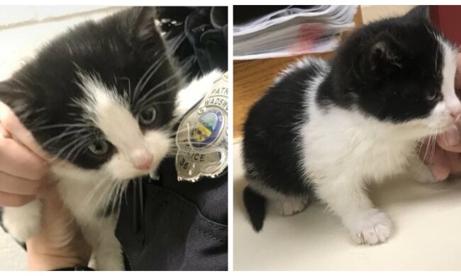 Kätzchen. Quelle: Screenshot YouTube