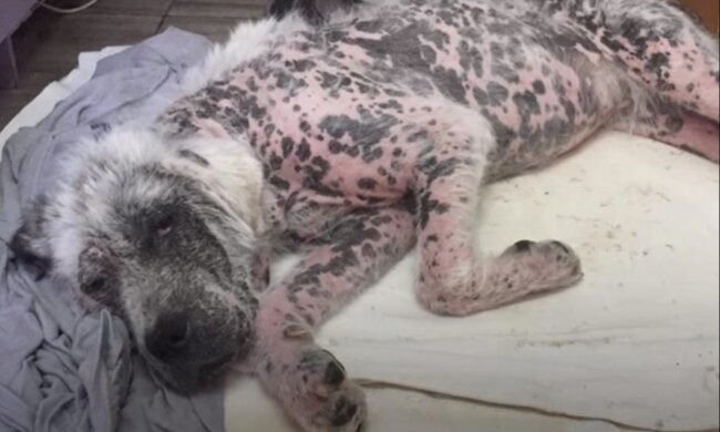 Die Freiwilligen kamen, um einen streunenden Hund zu retten, aber er wollte seinen Freund nicht verlassen