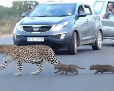 Eine Leopardin bewegt ihre Kätzchen vor Menschen über die Straße