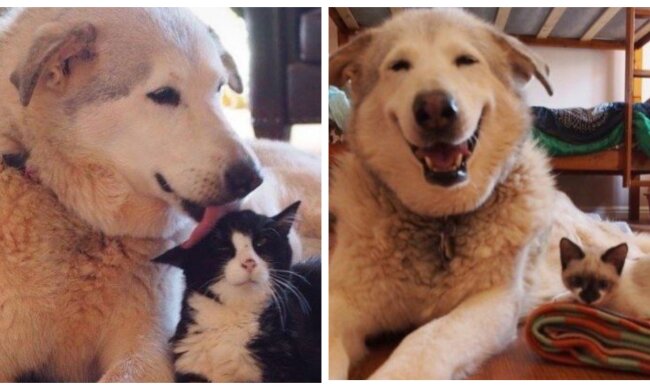 Merli und Kätzchen. Quelle: Screenshot