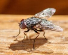 Wie ein Mann, der eine Fliege fängt, zerstört versehentlich sein Haus