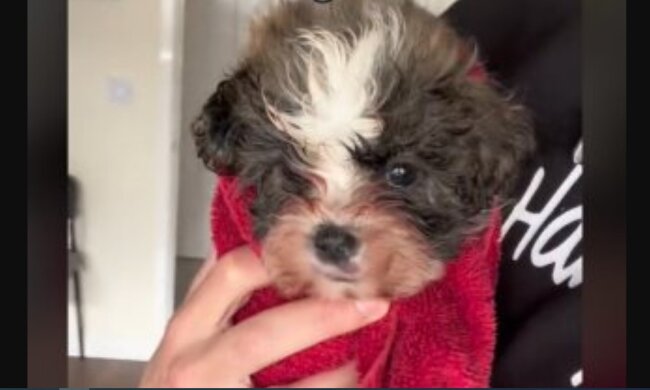 Welpe. Quelle: Youtube Screenshot