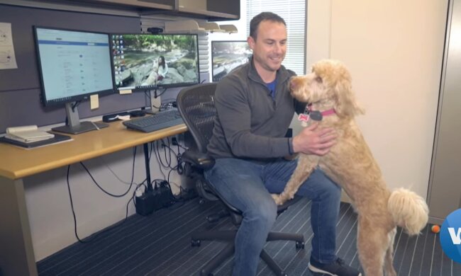 Bürohund-Debakel. Quelle: Youtube Screenshot