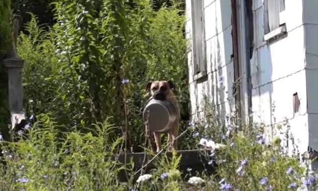 Hund trägt überall einen Napf mit sich. Quelle: Screenshot Youtube