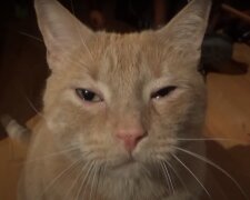 Weinende Katze. Quelle: Screenshot YouTube