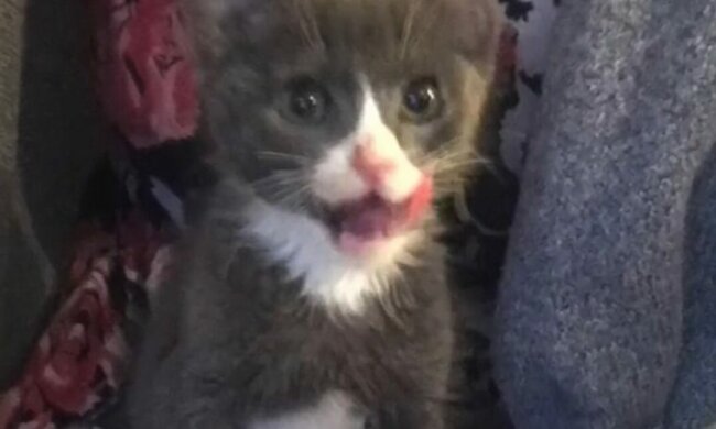 Das Kätzchen wurde mit einer langen Pfote geboren, aber das stört es nicht, ein glückliches Leben zu führen