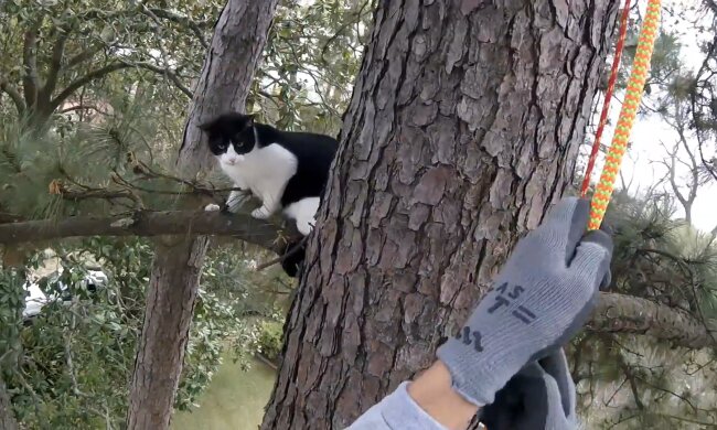 Rettung einer Katze. Quelle: Screenshot Youtube