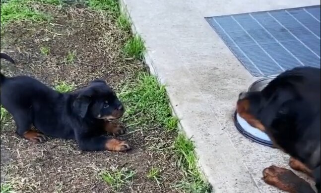 Erziehungsmethoden: Wie erklärt eine Rottweiler-Mutter ihrem Baby, was gut und was schlecht ist
