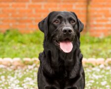 "Ich habe nicht gelernt, nett zu sein": Menschen fanden verlassenen älteren Hund mit Zettel