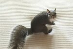 Das Eichhörnchen, während des Hurrikans gerettet wurde, wurde das hübscheste Familienmitglied