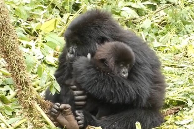 Gorilla kümmert sich um ein fremdes Baby. Quelle: Screenshot Youtube