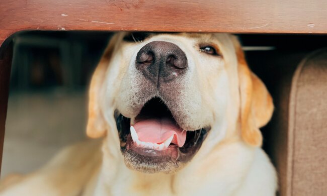 Der Hund hat mit seinem Bellen die Aufmerksamkeit auf seinen Besitzer gezogen und ihn so gerettet