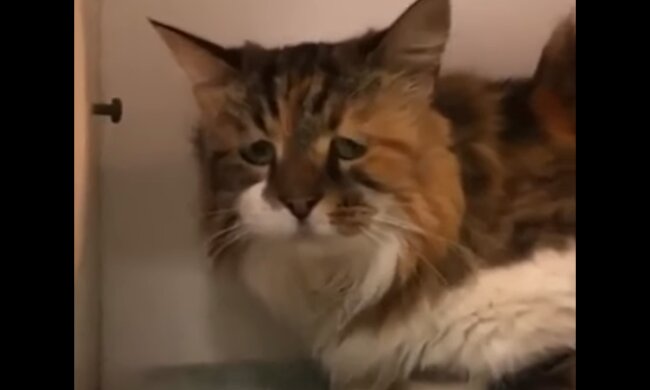 Beginn des neuen Lebens. Quelle: Screenshot YouTube