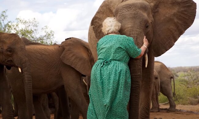 Daphne Sheldrick. Eine afrikanische Liebesgeschichte. Quelle: YouTube Screenshot