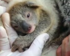 Im australischen Park wurde zum ersten Mal seit den Bränden ein Koala geboren, der zum Symbol der Hoffnung auf eine bessere Zukunft wurde