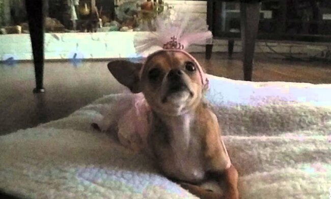 Grenzenlose Liebe für das Haustier. Quelle: Screenshot YouTube