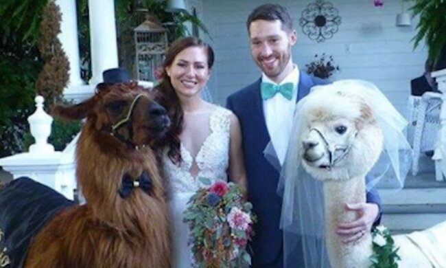 Einzigartige Gäste bei der Hochzeit. Quelle: Screenshot YouTube