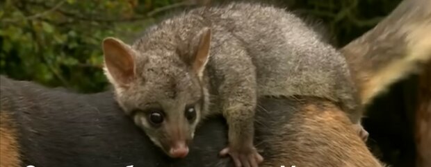 Opossum reitet den Hund. Quelle: Youtube Screenshot