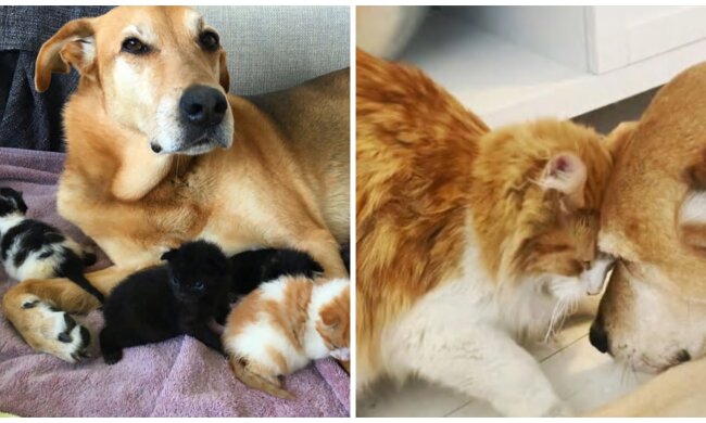 Hund und Kätzchen. Quelle: Sreenshot