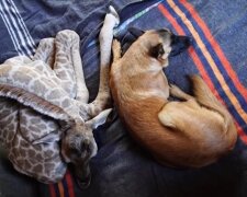 Giraffenbaby Jazz und Schäferhund Hunter. Quelle: Screenshot Youtube