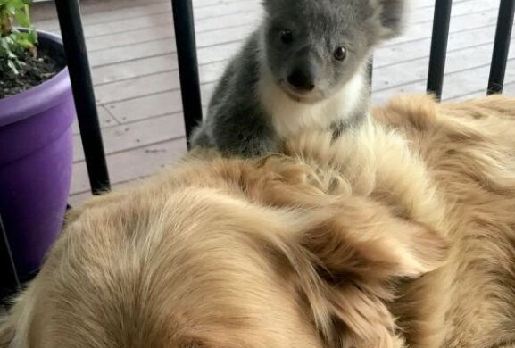 Wie der tapfere Hund den Koala rettete und ihn zu seiner Besitzerin brachte