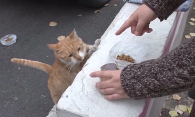 Vorsichtsmaßnahmen: Warum die Katze von Passanten nur das Futter nimmt, das in einer Tüte verpackt ist