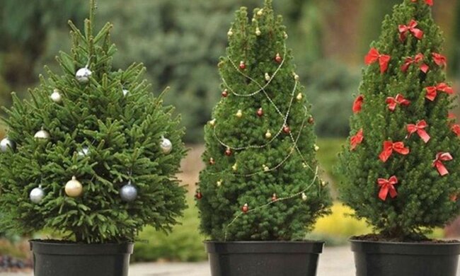 Weihnachtsbäume in Töpfen. Quelle: domrastenia. com