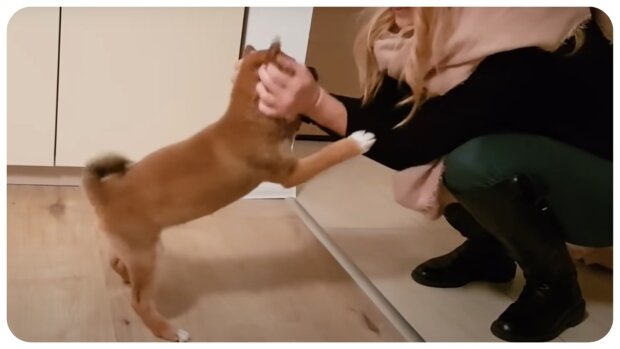 Shiba Inu Welpe mit seiner Besitzerin. Quelle: Video Screenshot