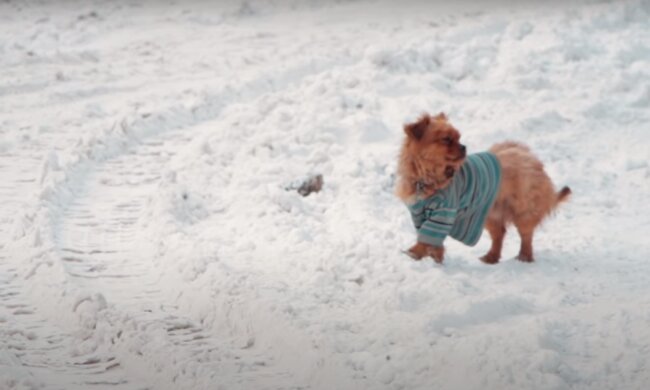 Der Hund im T-Shirt. Quelle: Screenshot YouTube
