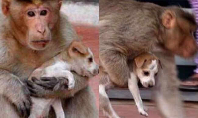 Ein Affe mit einem gestohlenen Welpen. Quelle: Youtube Screenshot