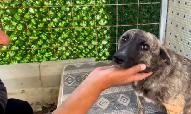 Ein Neues Leben für eine Streunerin. Quelle: Youtube Screenshot