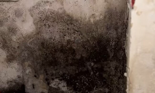 Schimmel in der Wohnung. Quelle: Youtube Screenshot