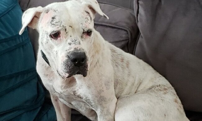 Kochi. Quelle: YouTube Screenshot