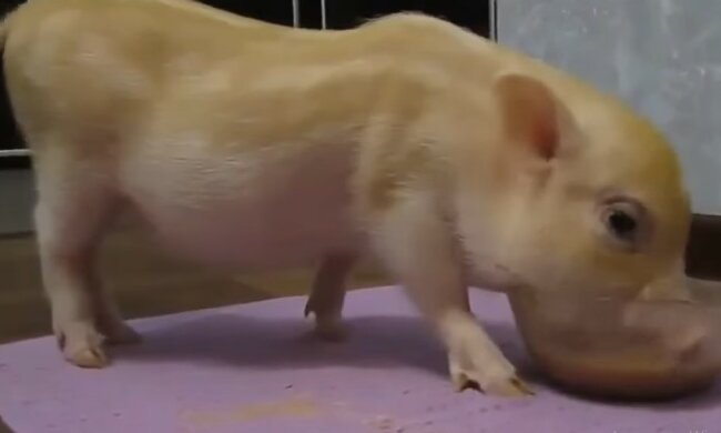 Das Baby. Quelle: Youtube Screenshot