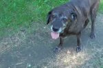 Hund. Quelle: Screenshot