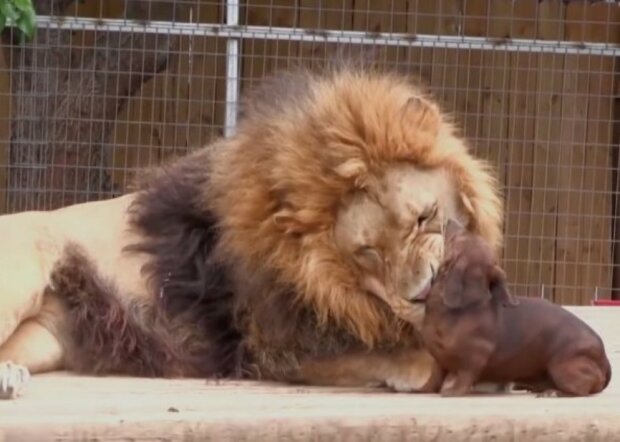Ehrfurchte Freundschaft: ein riesiger Löwe spielt sanft mit zwei kleinen Dackeln