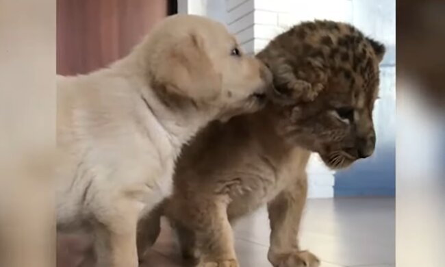 Welpe und ein Löwenjunges. Quelle: YouTube Screenshot