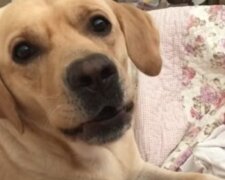 Labrador Retriever. Quelle: Youtube Screenshot