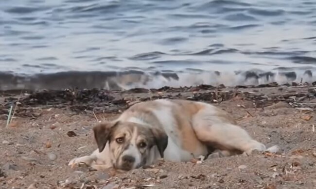 Hund. Quelle: Screenshot