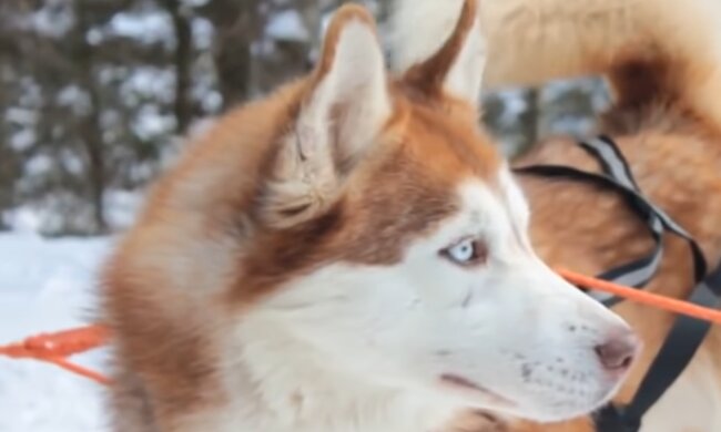 Husky. Quelle: YouTube Screenshot