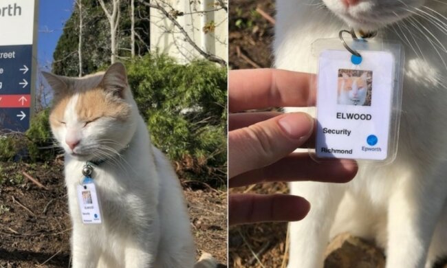 Das Krankenhaus hat eine Katze als Bewahrerin eingestellt, jetzt ist das Tier ein vollwertiger Mitarbeiter geworden