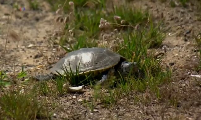 Jedes Leben zählt: Ein Privatjet wurde gemietet, um seltene Schildkröten zu retten