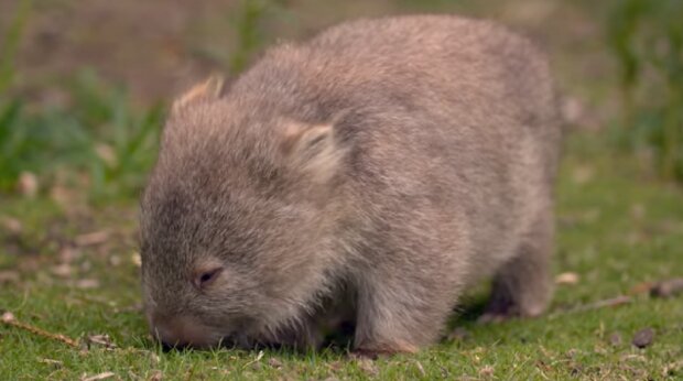 Der Wombat, der gerettet und in die Wildnis entlassen wurde, kehrte zurück und stahl Nahrung