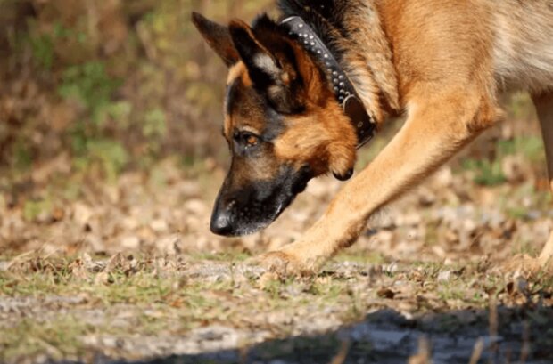 Der flauschige Held: Wie der deutsche Schäferhund Perseus den vermissten Jungen rettete