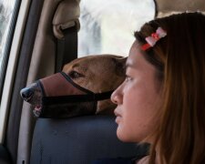 Das Gute siegt: die Geschichte einer jungen Frau, die streunende Hunde rettet