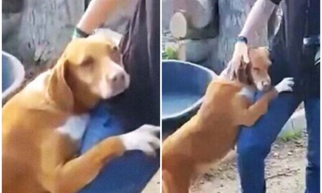 Hund aus dem Tierheim umarmte einen Reporter. Quelle: Screenshot Youtube