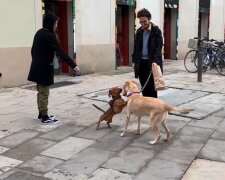 Gerettete Hunde mit neuen Besitzern. Quelle: Youtube Screenshot