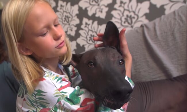 Der Züchter wollte die Hunde nicht behalten, weil sie anfingen, kahl zu werden: wie ihr Schicksal ausging