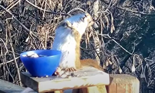 Besser als Blogger: das Eichhörnchen fraß Birnen und wurde zum Star des Netzes